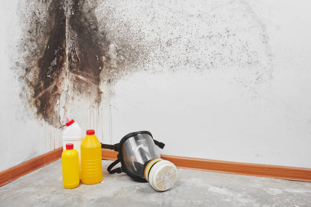 Professional Mold Remediation in Hudson Oaks, TX