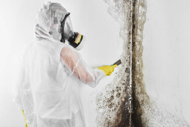 Best Commercial Mold Remediation in Hudson Oaks, TX
