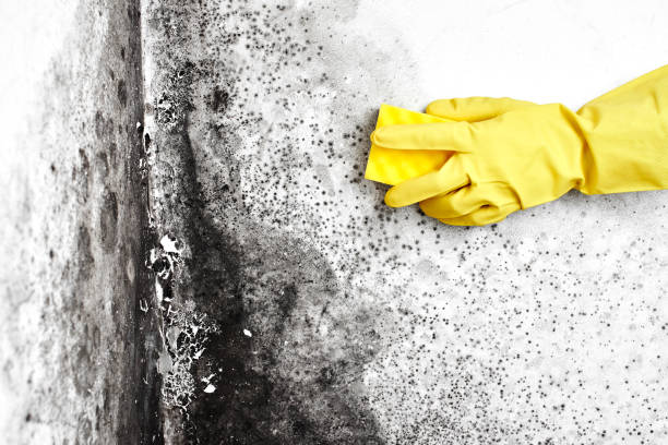 Best Post-Flood Mold Remediation in Hudson Oaks, TX