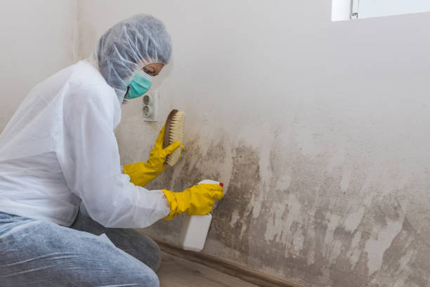 Best Residential Mold Remediation in Hudson Oaks, TX