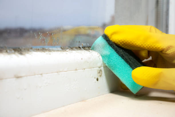 Best Health and Safety Mold Remediation in Hudson Oaks, TX