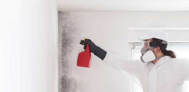 Best DIY Mold Remediation Support Services in Hudson Oaks, TX