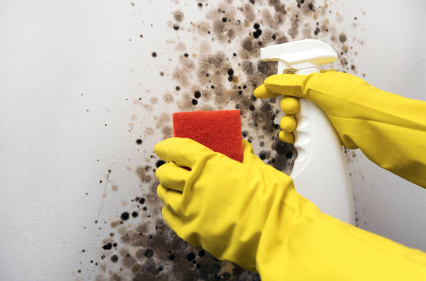 Best Residential Mold Remediation in Hudson Oaks, TX