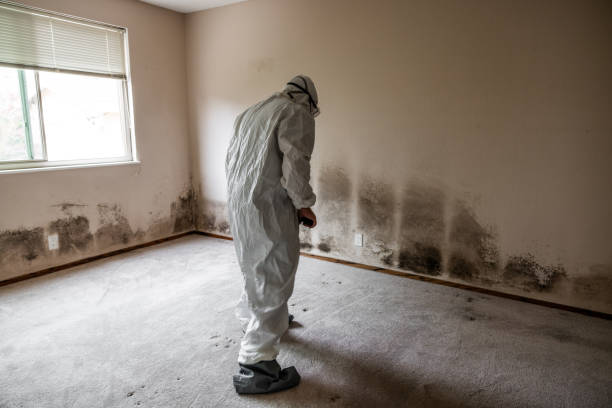 Best Basement Mold Remediation in Hudson Oaks, TX