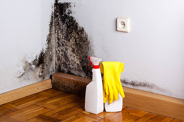 Best Mold Testing and Inspection Services in Hudson Oaks, TX